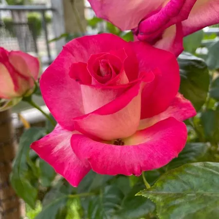 La Casa Di Celeste Nocleg ze śniadaniem 4*