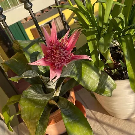 La Casa Di Celeste Комаккьо