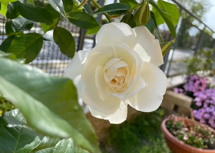 La Casa Di Celeste コマッキオ