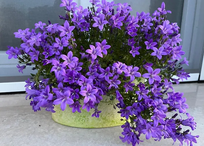 Alojamento de Acomodação e Pequeno-almoço La Casa Di Celeste