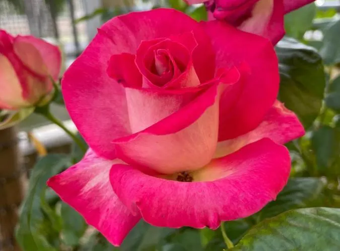 La Casa Di Celeste ベッド・アンド・ブレックファスト 4*