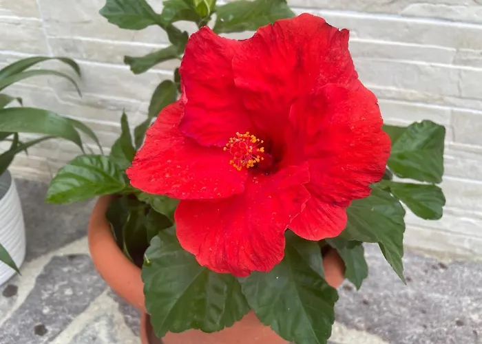 La Casa Di Celeste Alojamento de Acomodação e Pequeno-almoço 4*