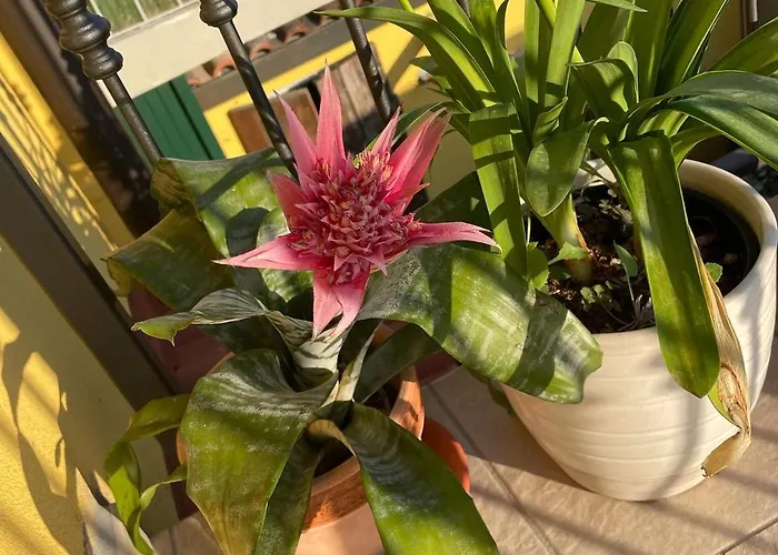 La Casa Di Celeste コマッキオ